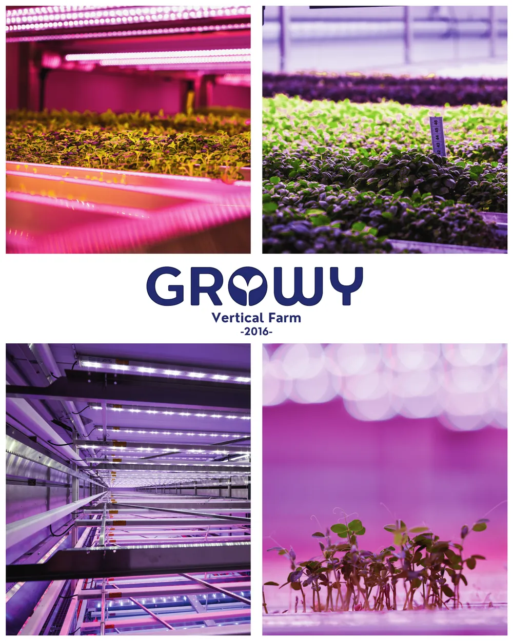 Poster van Growy